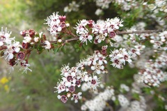 Kunzea serotina