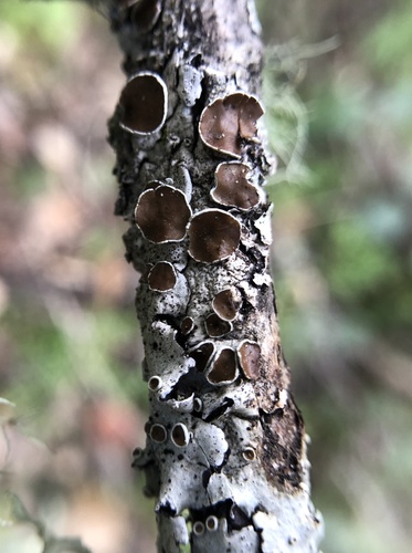 iNaturalist observation photo of Fringed Shield Lichen