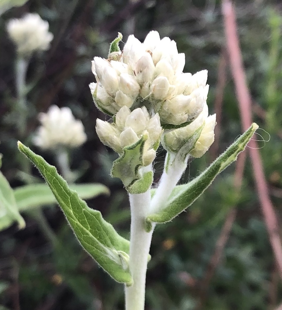 two-color rabbit tobacco