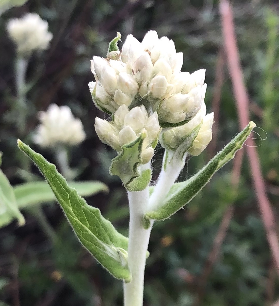 two-color rabbit tobacco (Pseudognaphalium biolettii) · iNaturalist