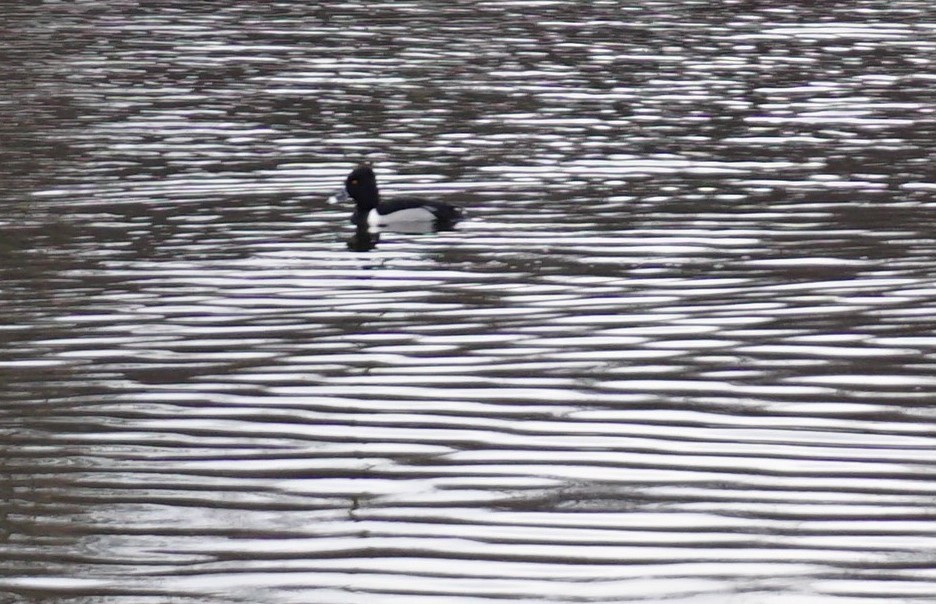 Ring-necked Duck