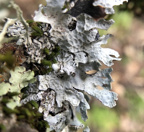 iNaturalist observation photo of Netted shield lichen