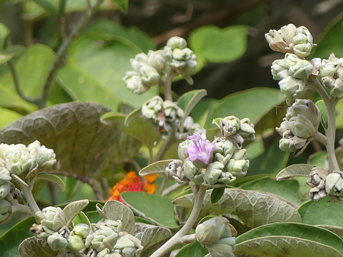 Argyreia osyrensis observed 2025-11-29