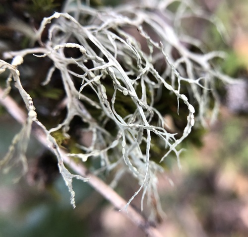 iNaturalist observation photo of Farinose Cartilage Lichen