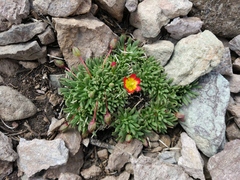 Calandrinia caespitosa
