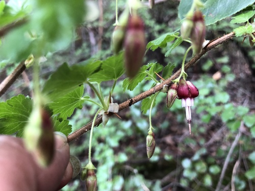 iNaturalist observation photo of canyon gooseberry