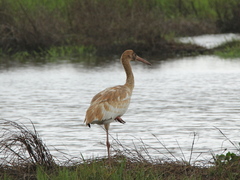 Leucogeranus leucogeranus