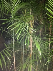 Chamaedorea seifrizii