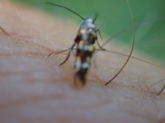 Zapyrastra calliphana