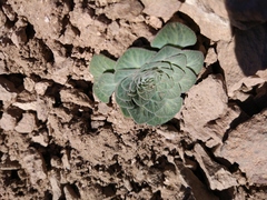 Chaetanthera renifolia