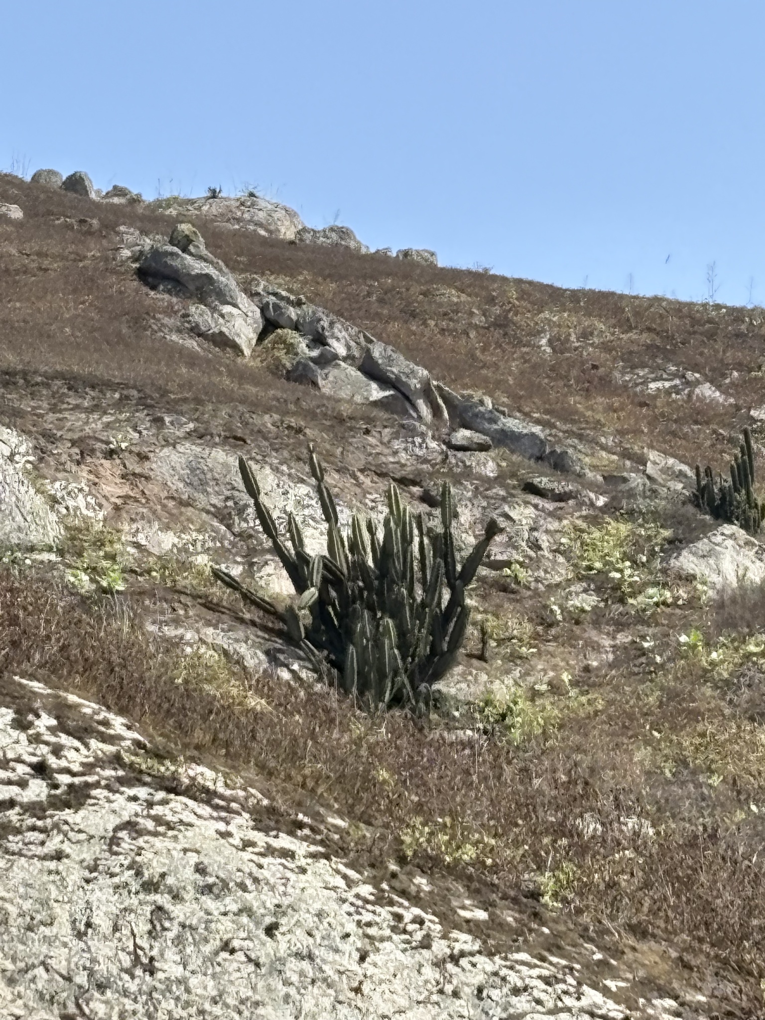 Armatocereus matucanensis