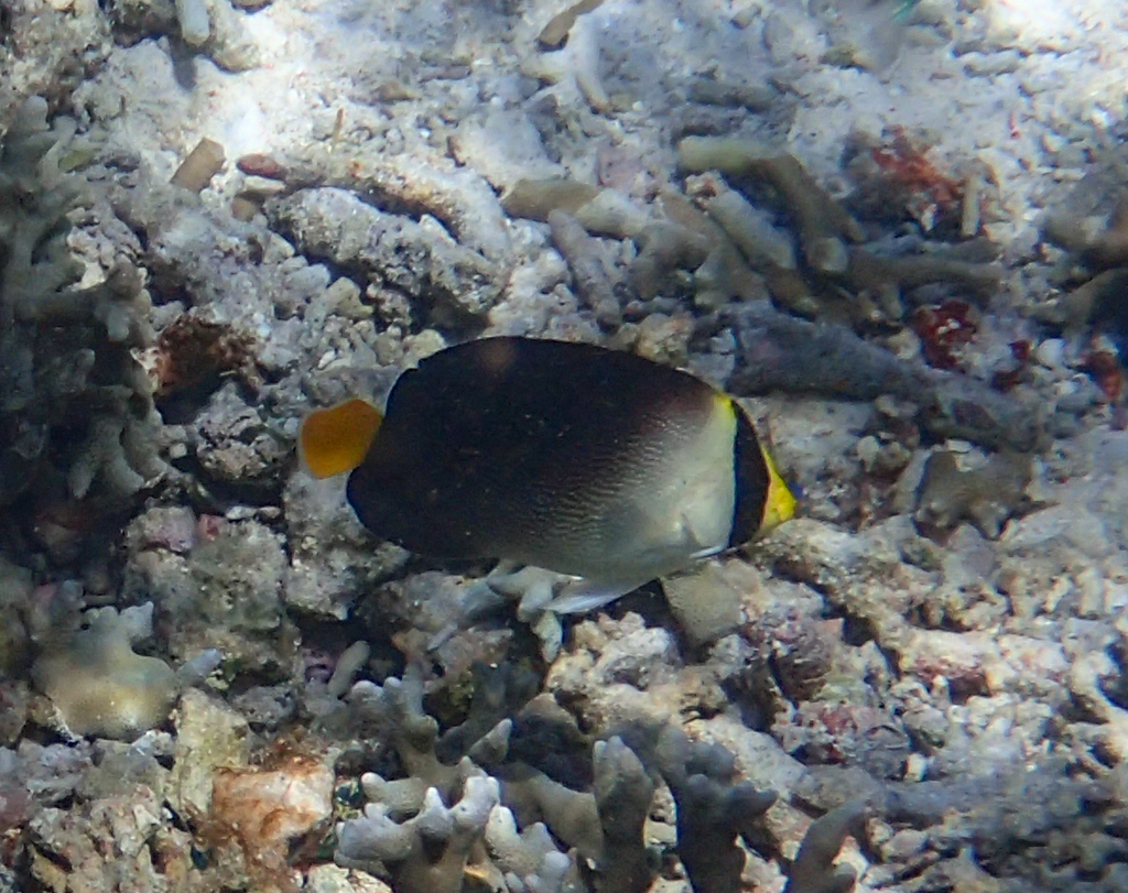 emperor butterflyfish