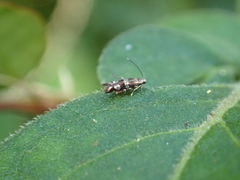 Zapyrastra calliphana