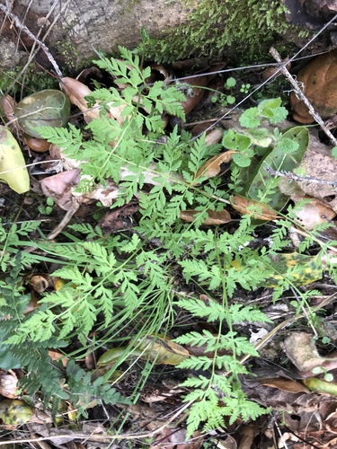 iNaturalist observation photo of brittle bladderfern