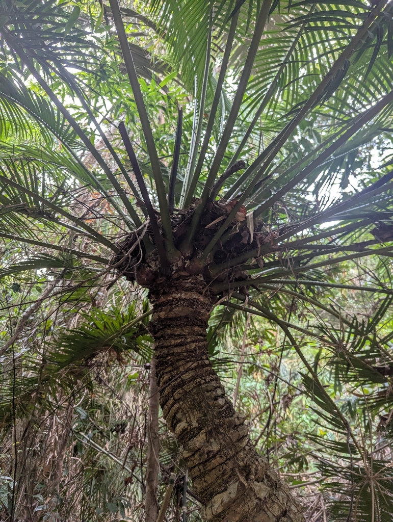Cycas changjiangensis