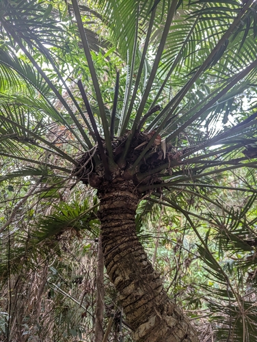 Cycas changjiangensis