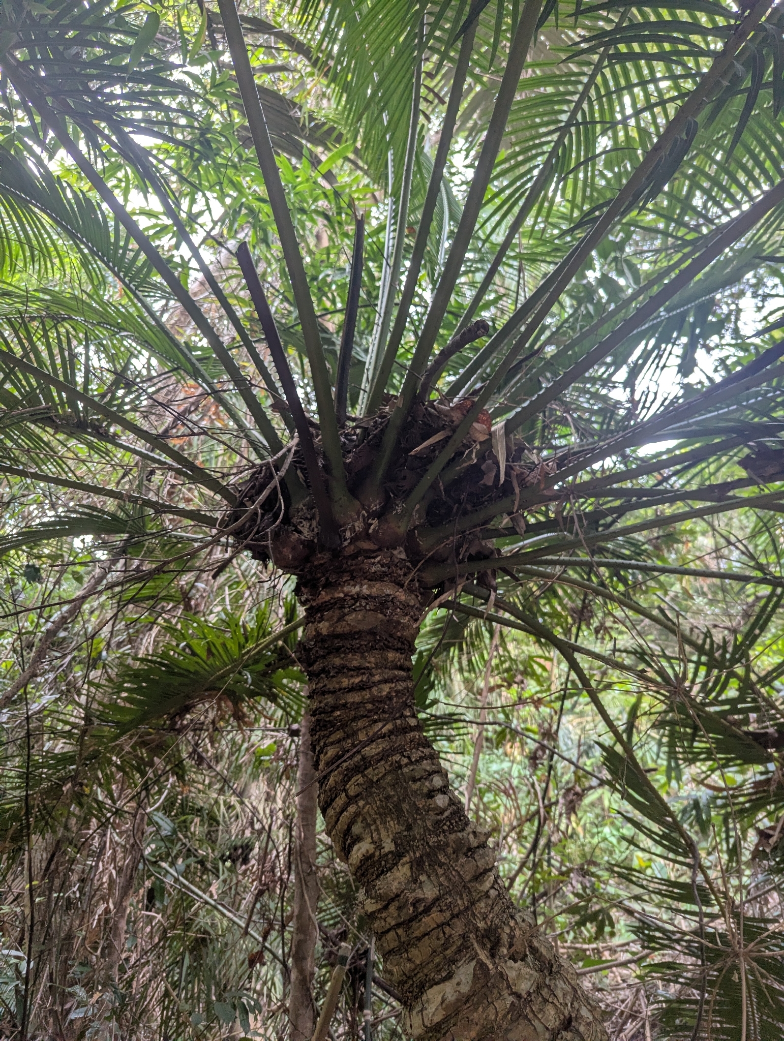 Cycas changjiangensis