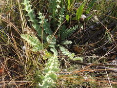 Cirsium fontinale obispoense