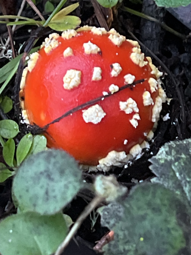 Amanita muscaria flavivolvata · December 2025 · photo: © joqatana (iNaturalist, cc-by)