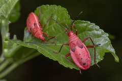 Probergrothius nigricornis