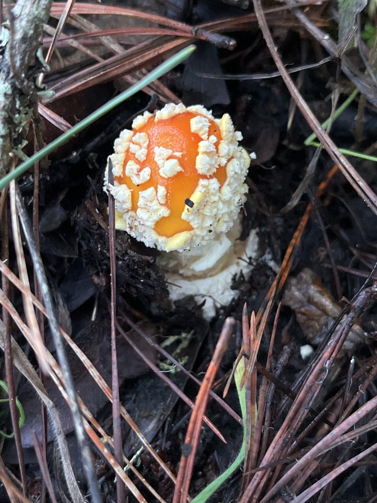 Amanita muscaria flavivolvata · December 2025 · photo: © joqatana (iNaturalist, cc-by)