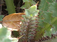 Cirsium fontinale obispoense