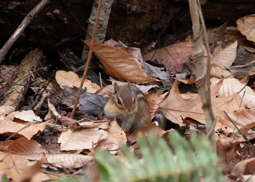 Eastern Chipmunk photographed in West Virginia