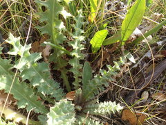Cirsium fontinale obispoense
