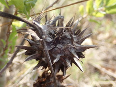 Cirsium fontinale obispoense