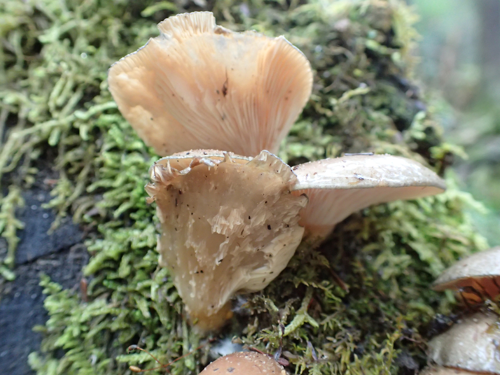 Sarcomyxa serotina · December 2025 · photo: © jweaver22 (iNaturalist, cc-by)