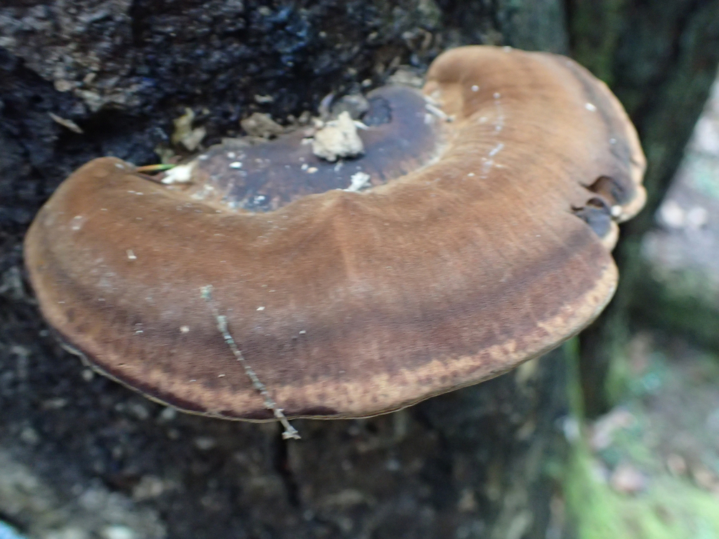 Ischnoderma resinosum · December 2025 · photo: © jweaver22 (iNaturalist, cc-by)