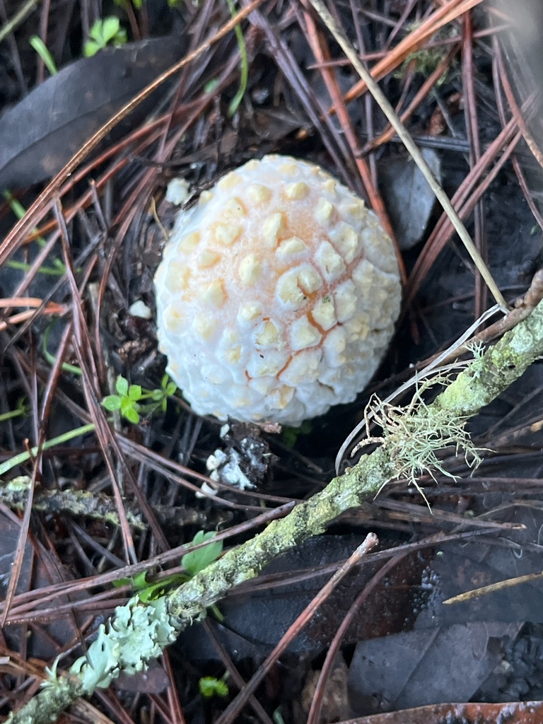 Amanita muscaria flavivolvata · December 2025 · photo: © joqatana (iNaturalist, cc-by)