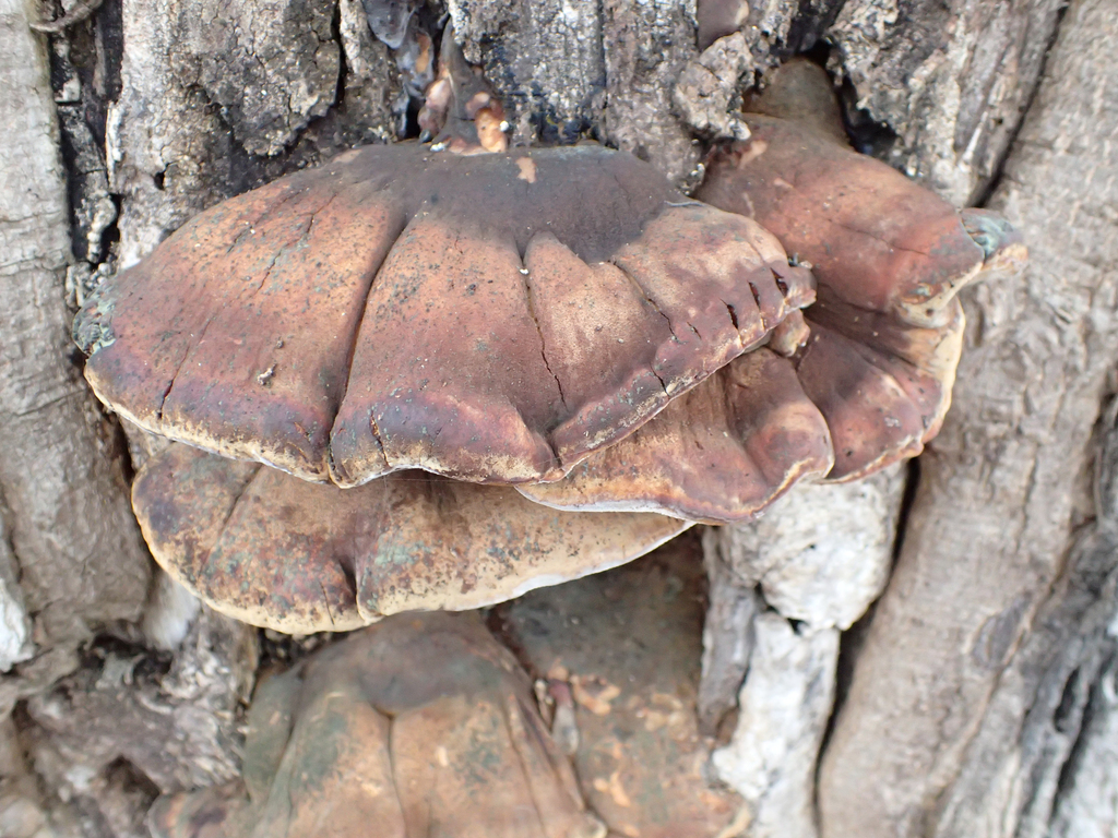 Ischnoderma resinosum · December 2025 · photo: © jweaver22 (iNaturalist, cc-by)