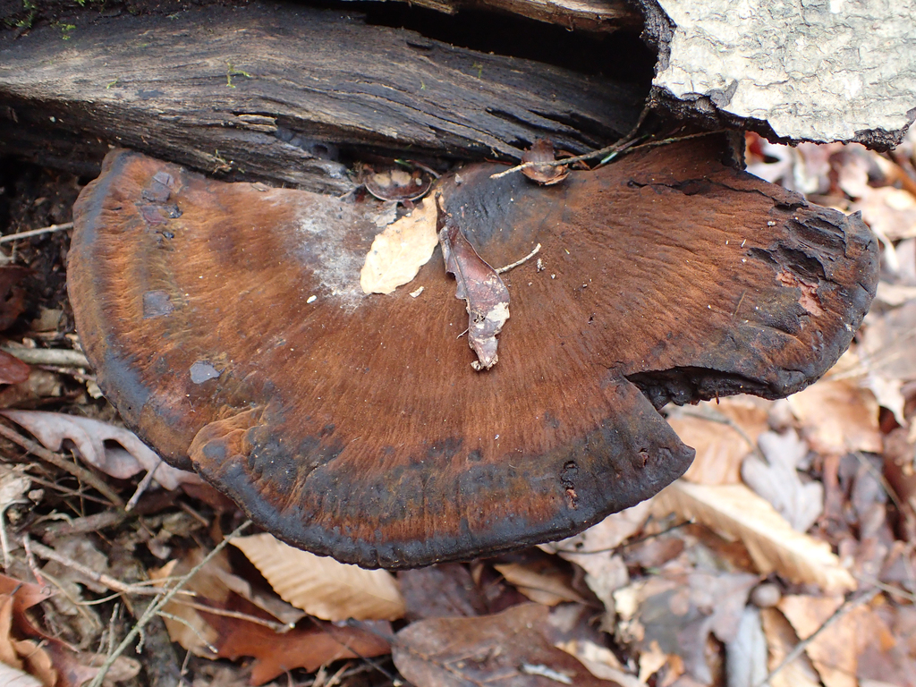 Ischnoderma resinosum · December 2025 · photo: © jweaver22 (iNaturalist, cc-by)