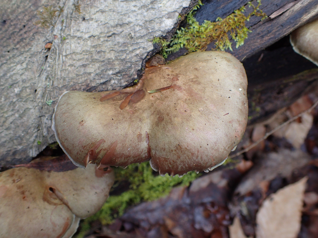 Sarcomyxa serotina · December 2025 · photo: © jweaver22 (iNaturalist, cc-by)