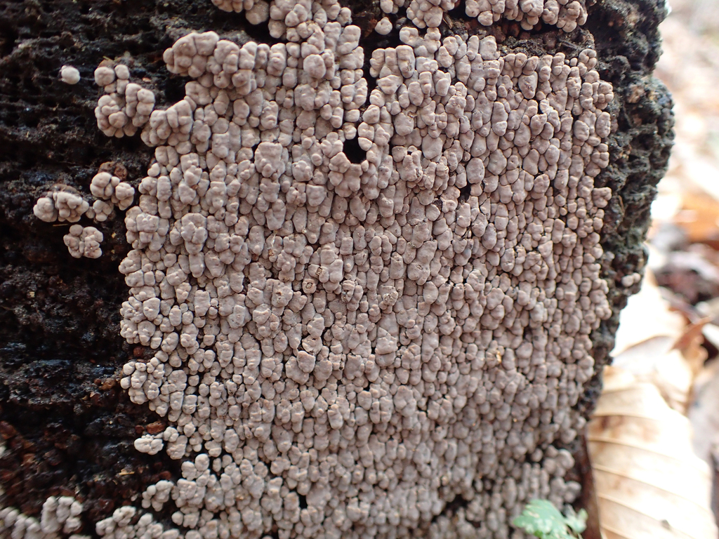 Xylobolus frustulatus · December 2025 · photo: © jweaver22 (iNaturalist, cc-by)