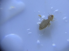 Liposcelididae