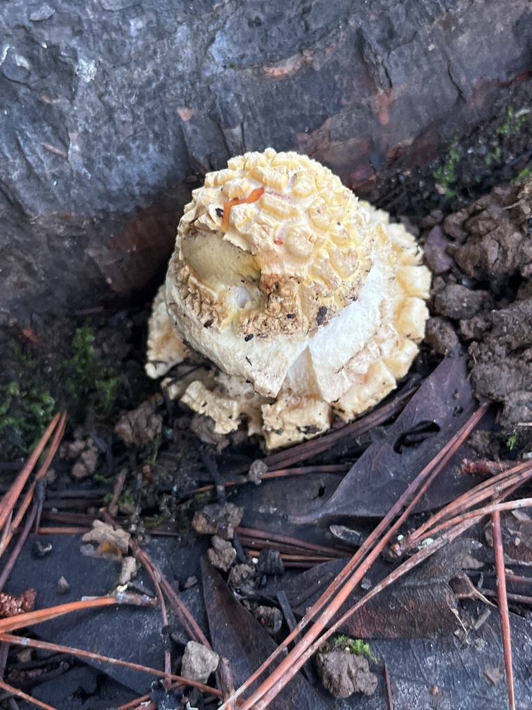 Amanita muscaria flavivolvata · December 2025 · photo: © joqatana (iNaturalist, cc-by)