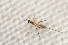 Macrocentrinae