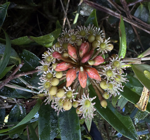 Shingleplant (Marcgravia sintenisii)