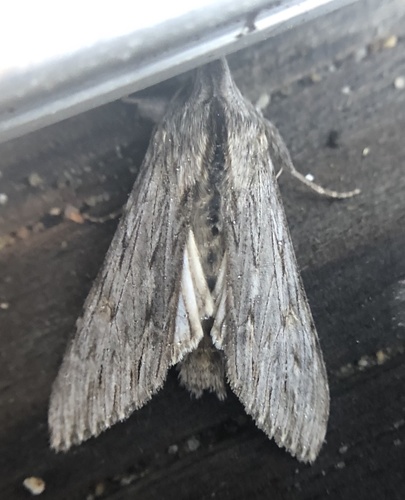 iNaturalist observation photo of Cucullia serraticornis