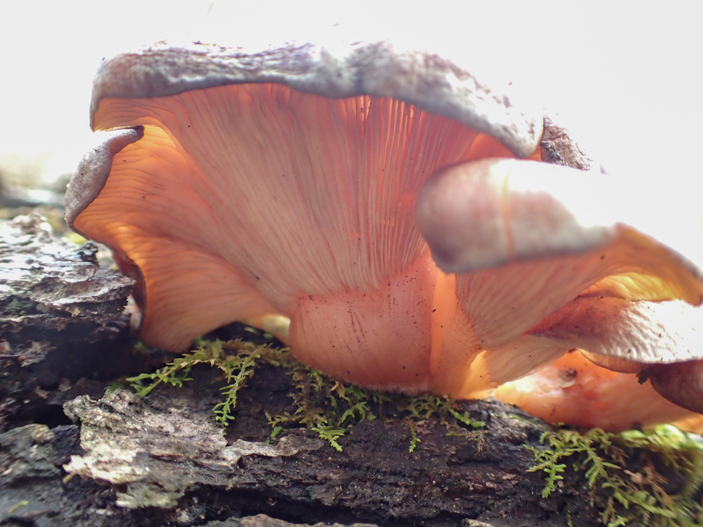 Sarcomyxa serotina · December 2025 · photo: © jweaver22 (iNaturalist, cc-by)