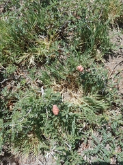 Prosopis strombulifera