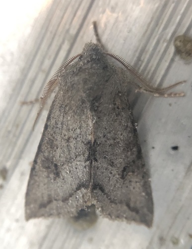 iNaturalist observation photo of Orthosia erythrolita
