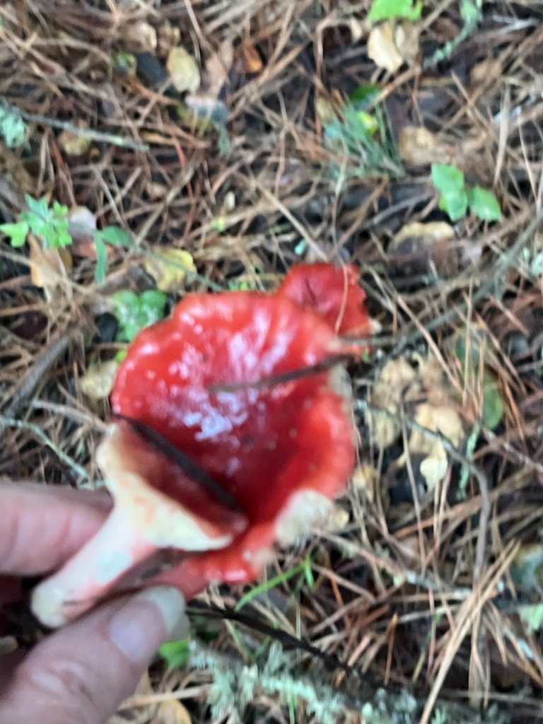 Russula rhodocephala · December 2025 · photo: © joqatana (iNaturalist, cc-by)