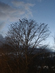 Corvus brachyrhynchos