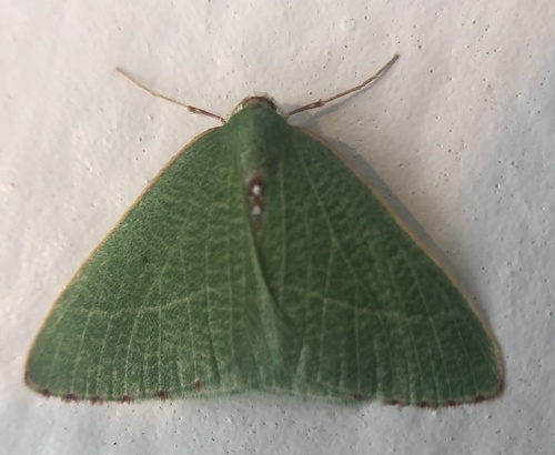 iNaturalist observation photo of Nemoria pulcherrima