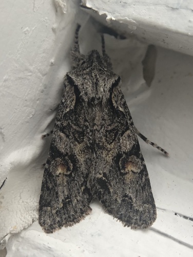 iNaturalist observation photo of Egira hiemalis