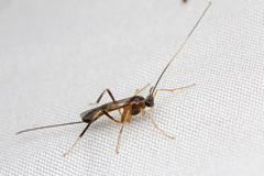 Macrocentrinae
