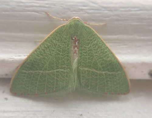 iNaturalist observation photo of Nemoria pulcherrima